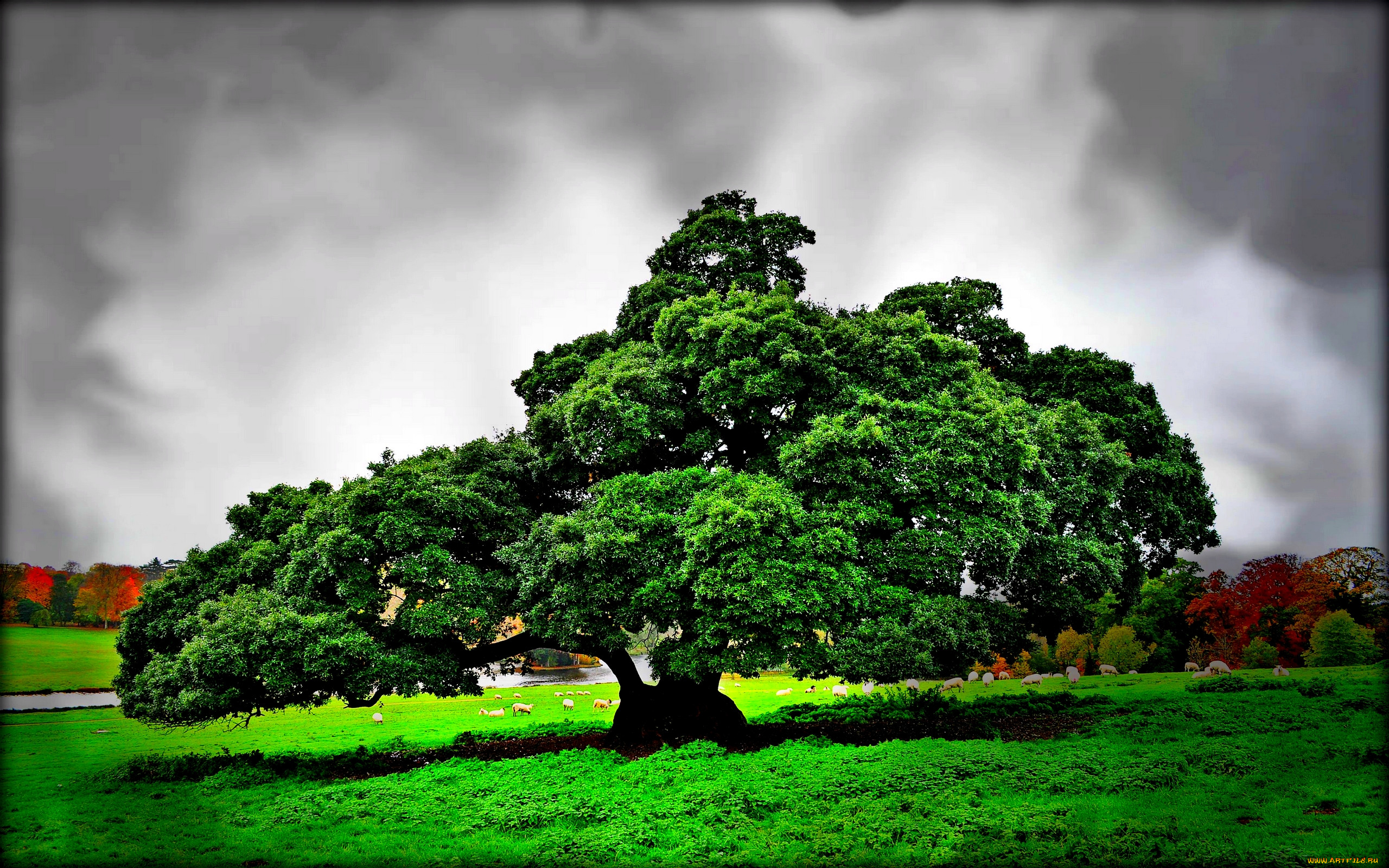 Бесплатные картинки дерево. Раскидистая крона дуб. Дерево Утун. Картас Южный дерево. Нанму дерево.